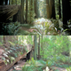 Illustration for article titled 36 years later, iReturn Of The Jedi/is Tatooine and Endor filming locations remain mostly unchanged